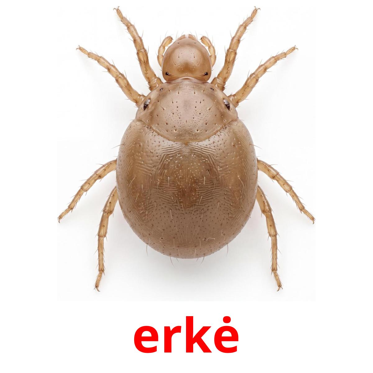 24 Printable Insects Flashcards in Lithuanian (Free PDF)