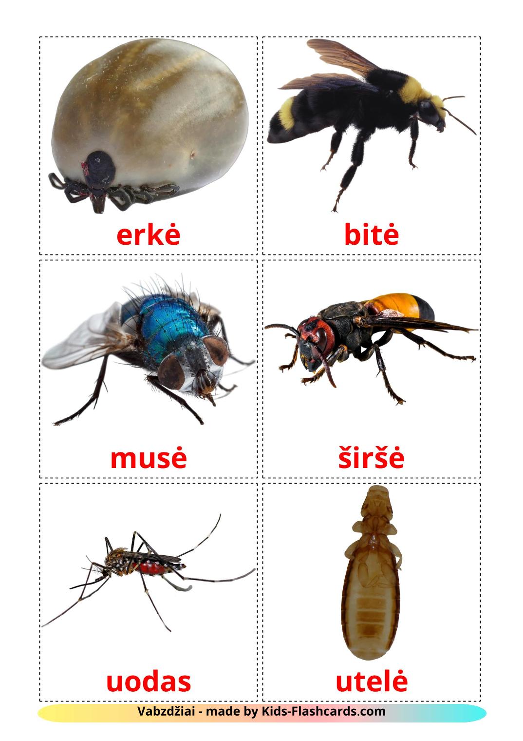 Insects - 23 Free Printable lithuanian Flashcards 