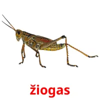 žiogas cartes flash