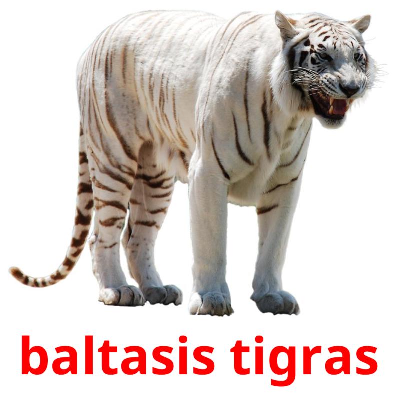 baltasis tigras picture flashcards