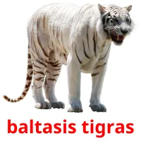 baltasis tigras Tarjetas didacticas