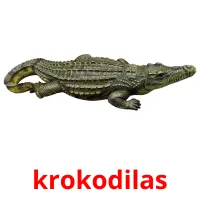 krokodilas Tarjetas didacticas