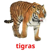 tigras Tarjetas didacticas