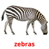 zebras Tarjetas didacticas