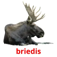 briedis cartões com imagens