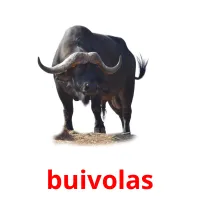 buivolas cartões com imagens