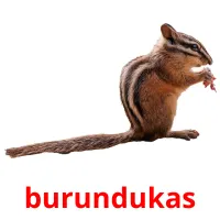 burundukas cartões com imagens