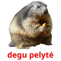 degu pelytė cartões com imagens