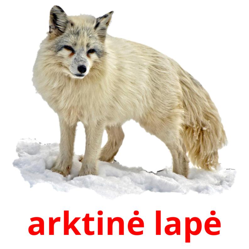 arktinė lapė picture flashcards
