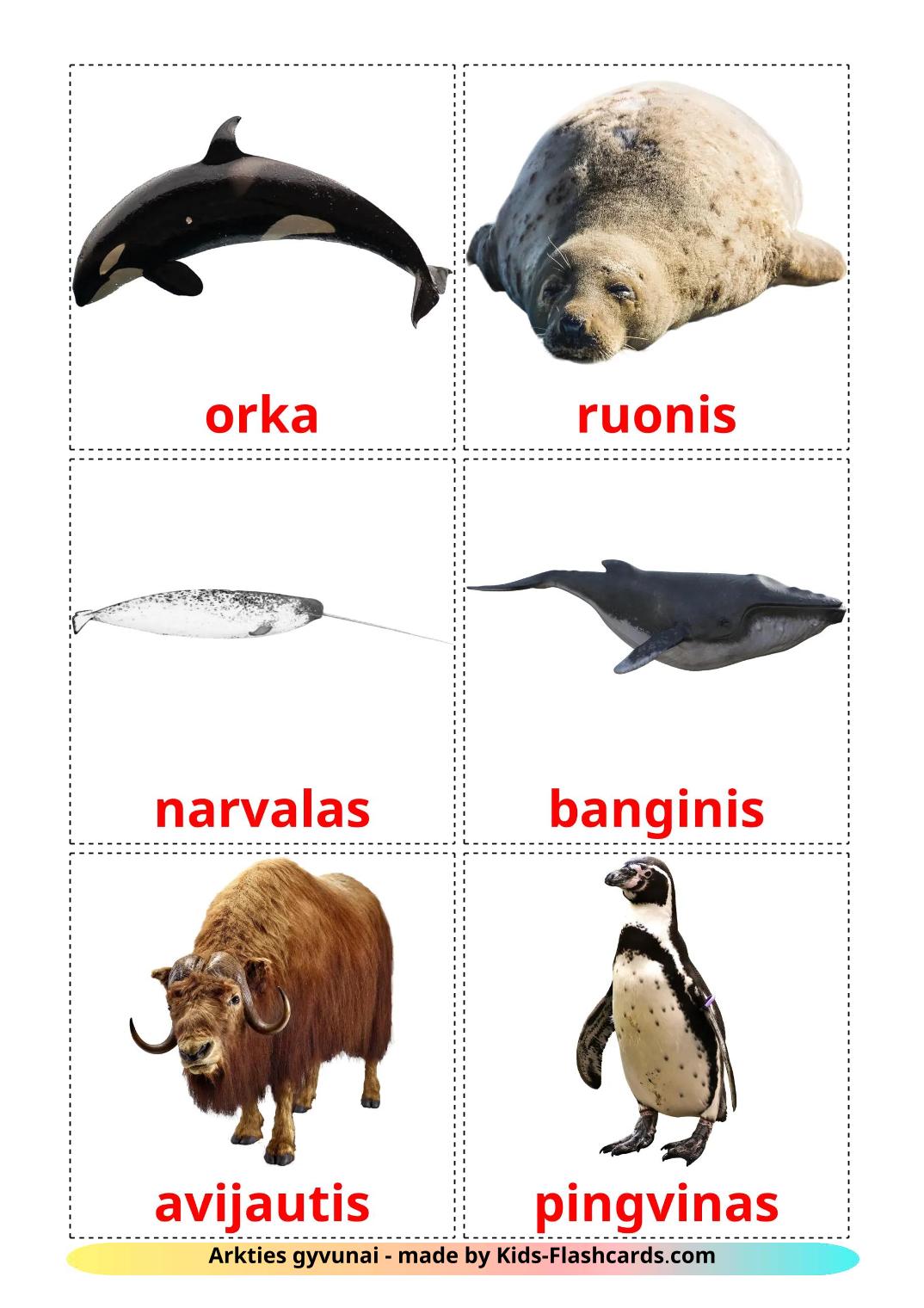 Animais do Ártico - 15 Flashcards lituanoes gratuitos para impressão