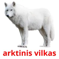 arktinis vilkas карточки энциклопедических знаний