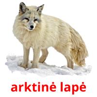 arktinė lapė flashcards illustrate