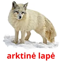 arktinė lapė cartões com imagens