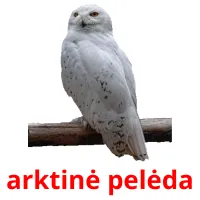 arktinė pelėda cartões com imagens