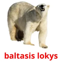 baltasis lokys cartões com imagens