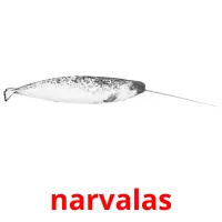 narvalas cartões com imagens