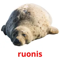 ruonis cartões com imagens