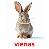 vienas picture flashcards