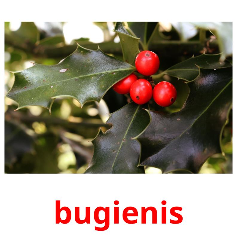 bugienis picture flashcards