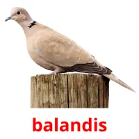 balandis Bildkarteikarten