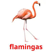 flamingas Bildkarteikarten