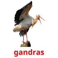 gandras Bildkarteikarten