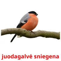 juodagalvė sniegena Bildkarteikarten