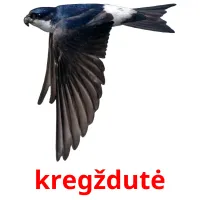 kregždutė Bildkarteikarten