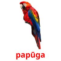 papūga picture flashcards
