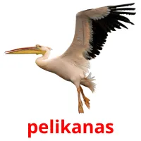 pelikanas Bildkarteikarten