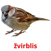 žvirblis Bildkarteikarten