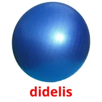 didelis picture flashcards