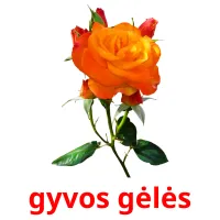 gyvos gėlės cartões com imagens