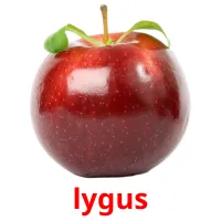 lygus picture flashcards