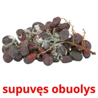 supuvęs obuolys picture flashcards