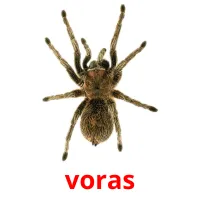 voras cartões com imagens