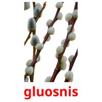 gluosnis flashcards illustrate