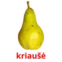 kriaušė Bildkarteikarten