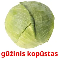 gūžinis kopūstas Bildkarteikarten