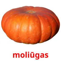 moliūgas Bildkarteikarten