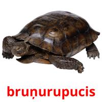 bruņurupucis card for translate
