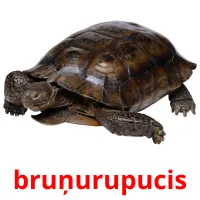 bruņurupucis Bildkarteikarten