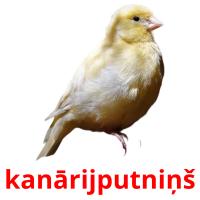 kanārijputniņš card for translate
