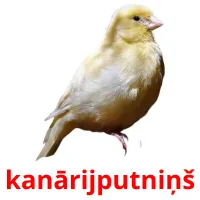 kanārijputniņš Bildkarteikarten