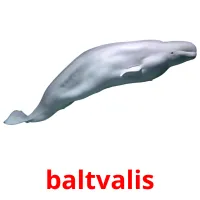 baltvalis Bildkarteikarten