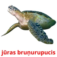 jūras bruņurupucis Bildkarteikarten