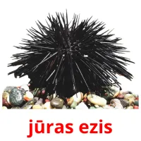 jūras ezis Bildkarteikarten