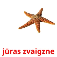 jūras zvaigzne Bildkarteikarten