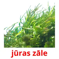 jūras zāle Bildkarteikarten