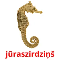 jūraszirdziņš Bildkarteikarten